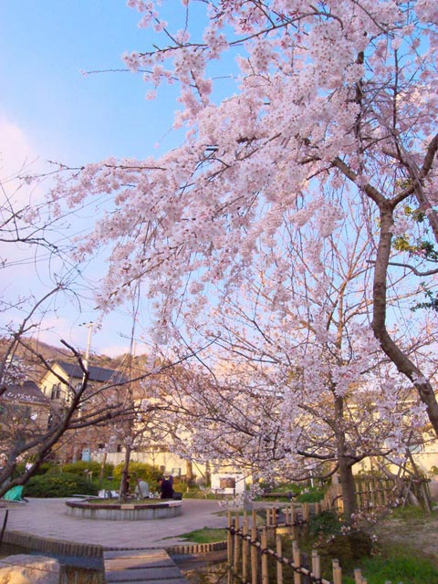写真 岡本南公園の桜